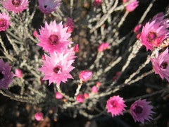 Syncarpha canescens canescens