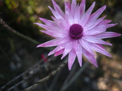 Syncarpha canescens canescens