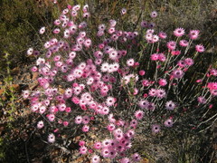 Syncarpha canescens canescens