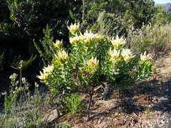 Leucadendron daphnoides