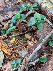Leiobunum flavum