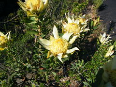 Leucadendron daphnoides