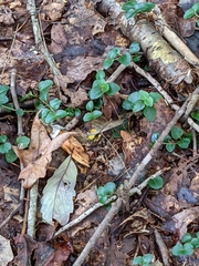 Leiobunum flavum