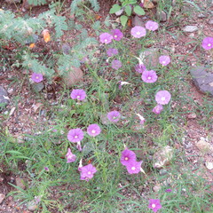 Ipomoea ternifolia leptotoma