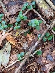 Leiobunum flavum