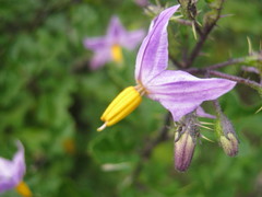 Solanum humile