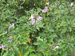 Solanum humile