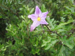 Solanum humile