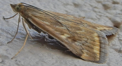 Loxostege munroealis