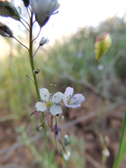Heliophila acuminata