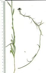 Heliophila acuminata