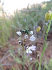 Heliophila acuminata