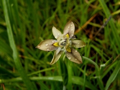 Moraea vegeta