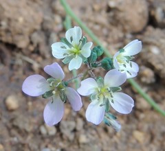 Heliophila acuminata