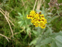 Senecio lanceus