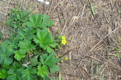 Potentilla collina