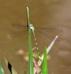 Archilestes exoletus