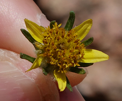 Bidens tenuisecta