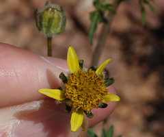 Bidens tenuisecta