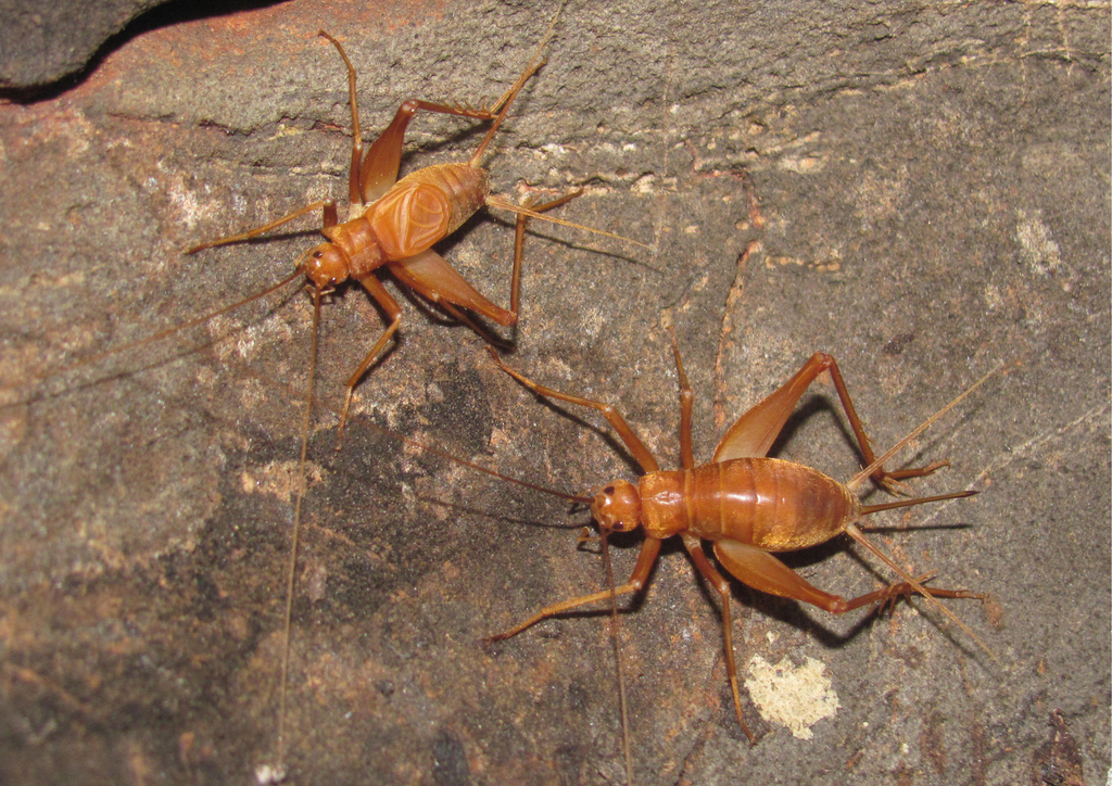 Pedroecous