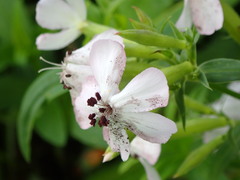 Microbotryum saponariae