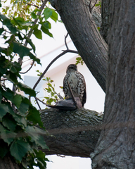 Accipiter tachiro tachiro