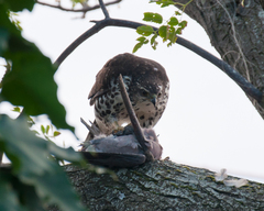 Accipiter tachiro tachiro
