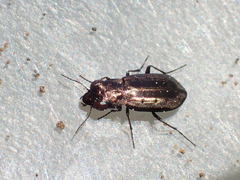 Notiophilus semiopacus