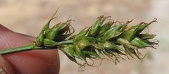 Carex muricata pairae