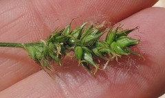 Carex muricata pairae
