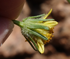 Bidens tenuisecta