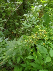 Lysimachia verticillaris