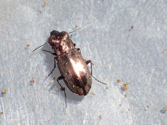 Notiophilus semiopacus