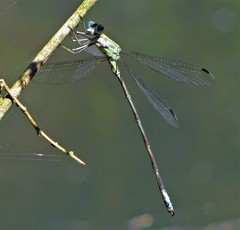 Archilestes exoletus