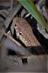 Lacerta agilis