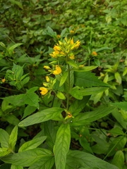 Lysimachia verticillaris