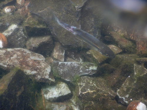 Iberian Straight-Mouth Nase