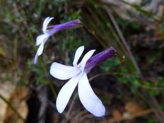 Lobelia dichroma