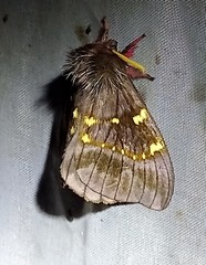 Paradirphia winifredae