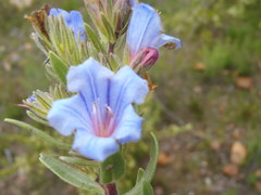 Lobostemon marlothii