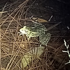 Lithobates lenca