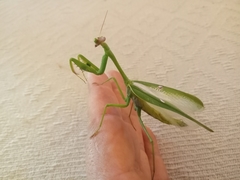 Stagmatoptera femoralis