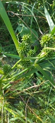 Sparganium erectum erectum