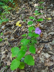 Clinopodium grandiflorum
