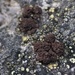 Greater Rockbud Lichen - Photo (c) cjlewis, some rights reserved (CC BY-NC), uploaded by cjlewis
