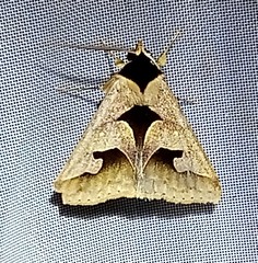 Anoba trigonoides