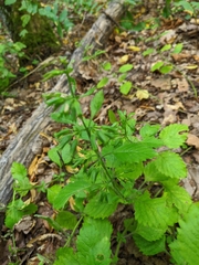 Clinopodium grandiflorum