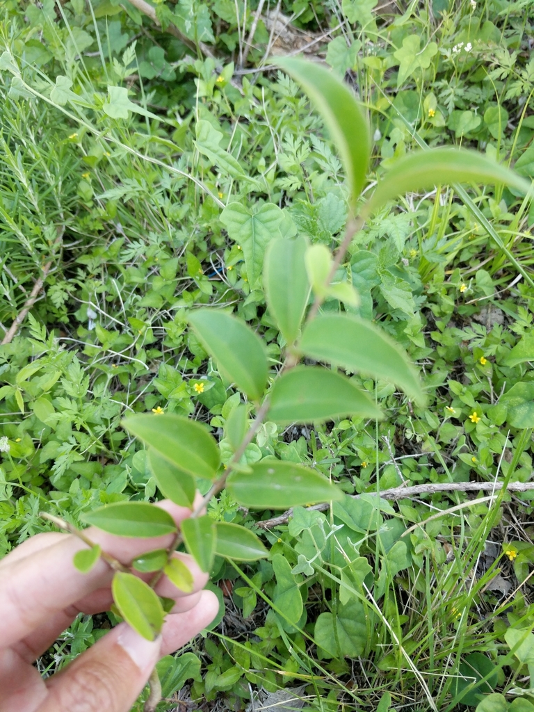 Ligustrum lucidum, Travis County, US-TX, US