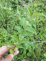Ligustrum lucidum