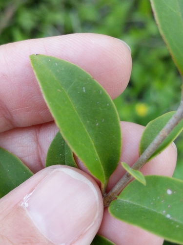Ligustrum lucidum